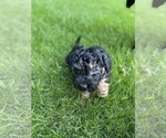 Small Photo #44 Aussiedoodle Miniature  Puppy For Sale in COMMERCE, MI, USA