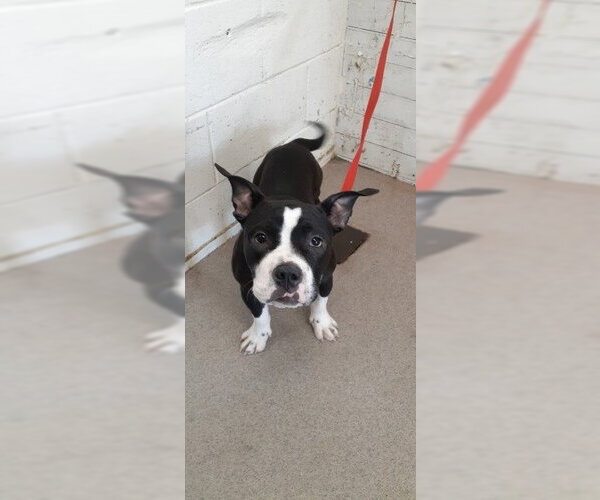 Medium Photo #1 Mutt Puppy For Sale in San Bernardino, CA, USA