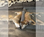 Small #33 German Shepherd Dog Mix