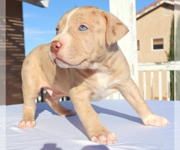 Medium Photo #9 American Bully Puppy For Sale in PALMDALE, CA, USA