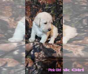 Labrador Retriever Puppy for Sale in CUSTER, Wisconsin USA