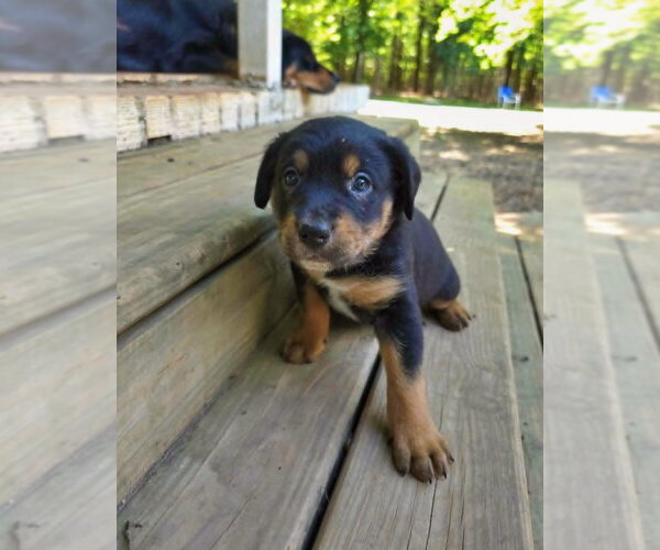 Medium Photo #1 Shepweiller Puppy For Sale in Raleigh, NC, USA