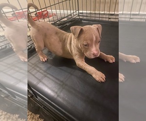 American Pit Bull Terrier Puppy for sale in GERMANTOWN, MD, USA