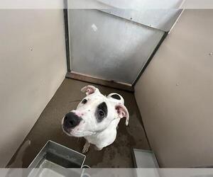 American Pit Bull Terrier-Unknown Mix Dogs for adoption in Oklahoma City, OK, USA