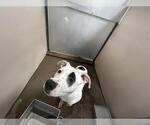 Small American Pit Bull Terrier Mix