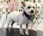 Small Maltese Mix