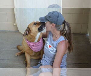Mastiff-Unknown Mix Dogs for adoption in McKinney, TX, USA