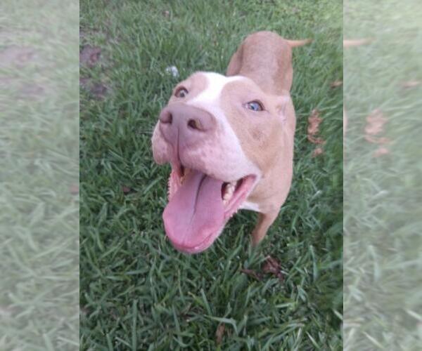 Medium Photo #1 American Pit Bull Terrier-Unknown Mix Puppy For Sale in Texas City, TX, USA