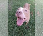 Small American Pit Bull Terrier Mix