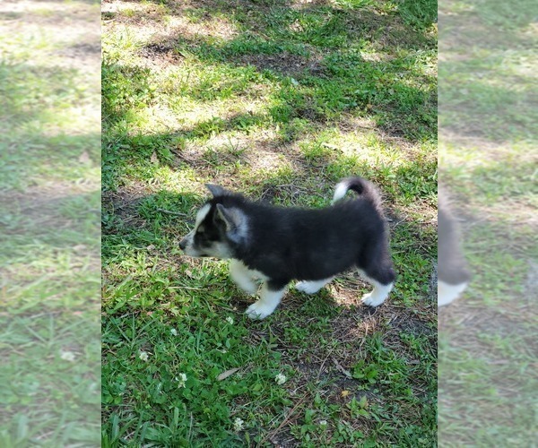 Medium Photo #10 Border Collie-Siberian Husky Mix Puppy For Sale in GOOSE CREEK, SC, USA