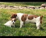 Small Photo #7 Jack Russell Terrier Puppy For Sale in BRIDGEWATER, VA, USA
