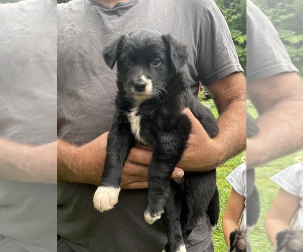 Medium Photo #7 Texas Heeler Puppy For Sale in TALKING ROCK, GA, USA