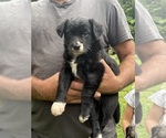 Small #6 Texas Heeler