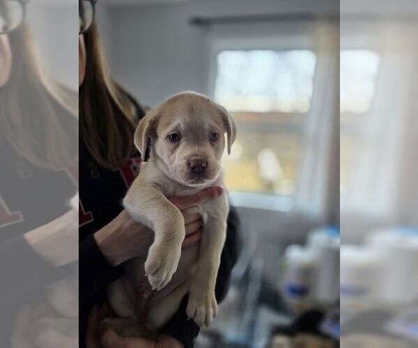 Medium Photo #3 Australian Shepherd-Catahoula Leopard Dog Mix Puppy For Sale in Aurora, IN, USA