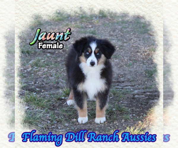 Medium Photo #1 Miniature Australian Shepherd Puppy For Sale in FORESTBURG, TX, USA
