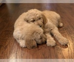 Small Photo #8 Goldendoodle Puppy For Sale in FREDONIA, KY, USA