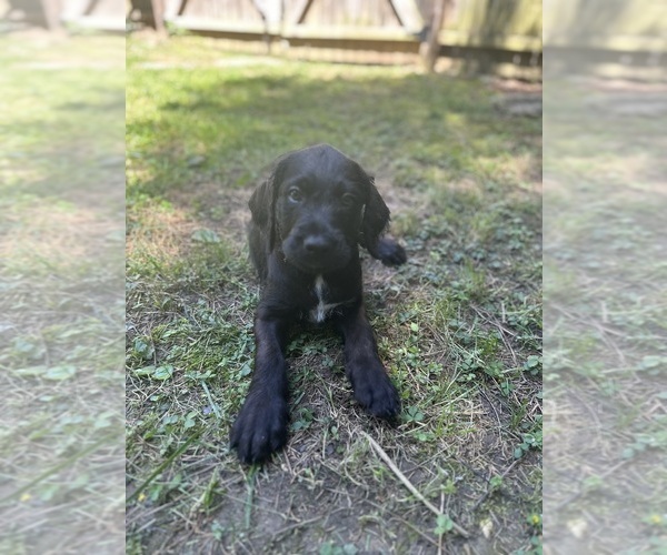 Medium Photo #3 Cane Corso-Goldendoodle Mix Puppy For Sale in TEMPLE HILLS, MD, USA