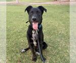 Blue Boy - Adopted! - Male Labrador Retriever-Unknown Mix Dog for Adoption - Small photo