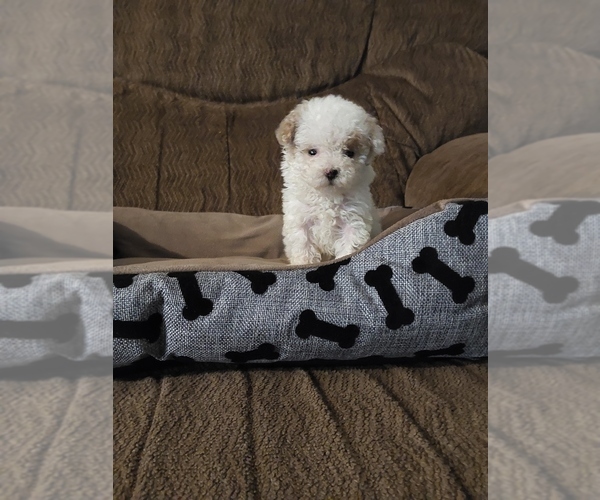 Medium Photo #1 Poodle (Toy) Puppy For Sale in AHOSKIE, NC, USA