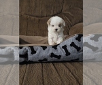 Small Photo #1 Poodle (Toy) Puppy For Sale in AHOSKIE, NC, USA