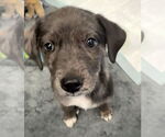 Small #4 Australian Shepherd-Catahoula Leopard Dog Mix