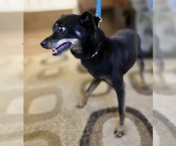 Medium Photo #2 Miniature Pinscher-Unknown Mix Puppy For Sale in Osgood, IN, USA