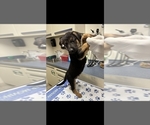 Puppy 4 German Shepherd Dog