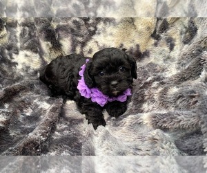 Cavapoo Puppy for sale in CAMPBELLSVILLE, KY, USA