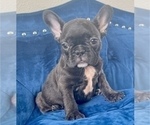 Small Photo #4 French Bulldog Puppy For Sale in JERSEY CITY, NJ, USA