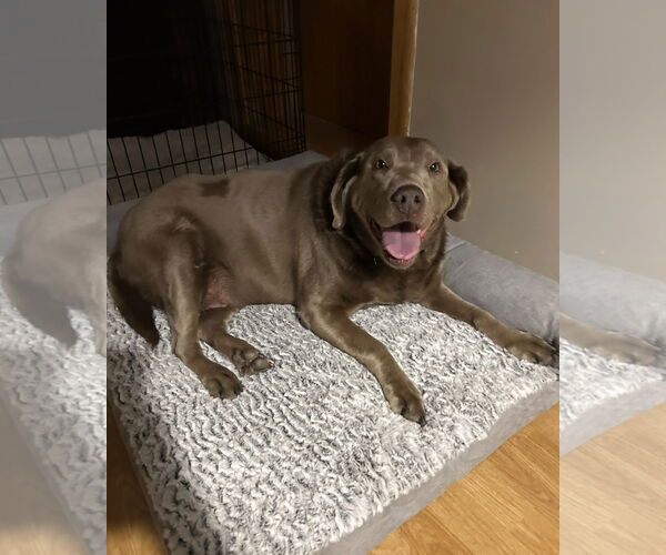 Medium Photo #2 Labrador Retriever-Unknown Mix Puppy For Sale in Sandy, UT, USA