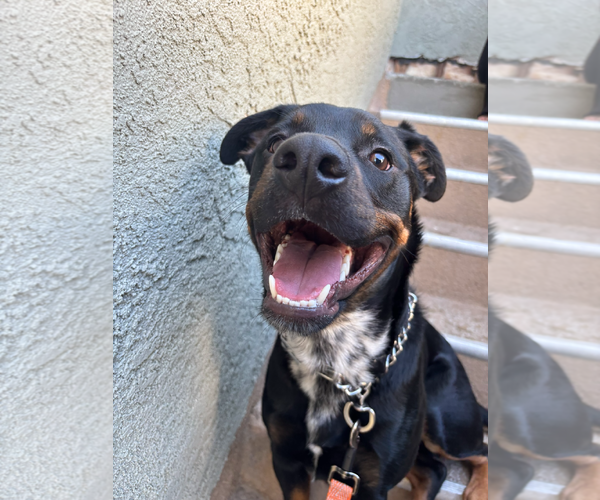 Medium Photo #1 Rottweiler-Unknown Mix Puppy For Sale in Marina Del Rey, CA, USA