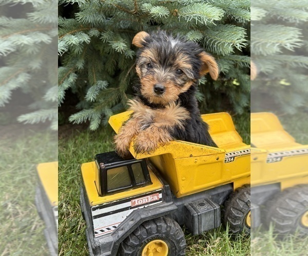 Medium Photo #4 Yorkshire Terrier Puppy For Sale in MIDDLEBURY, IN, USA