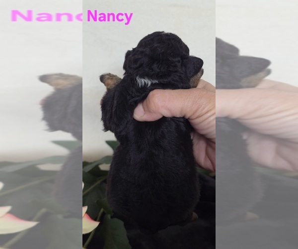 Medium Photo #9 Australian Shepherd-Poodle (Toy) Mix Puppy For Sale in AZLE, TX, USA