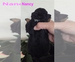 Small #8 Australian Shepherd-Poodle (Toy) Mix