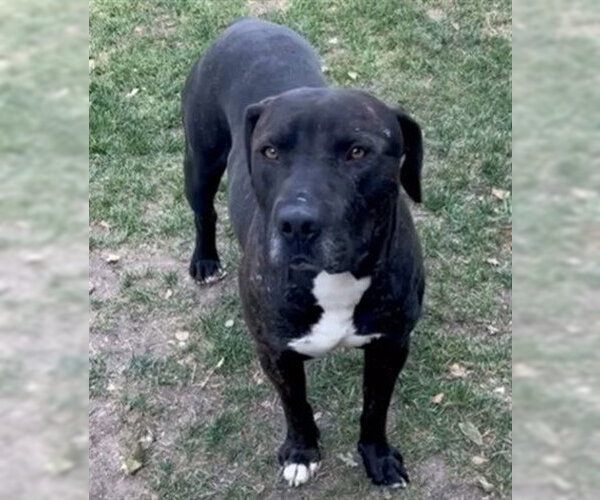 Medium Photo #2 Mutt Puppy For Sale in Riverside, CA, USA