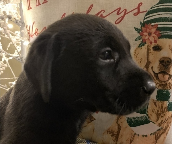 Medium Photo #16 Labrador Retriever Puppy For Sale in SPOTSYLVANIA, VA, USA