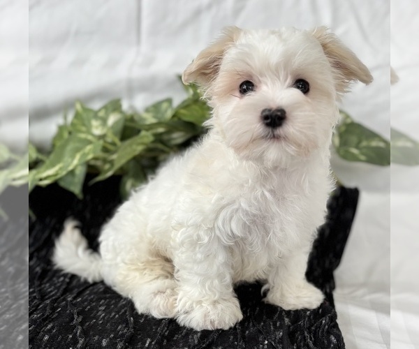 Medium Photo #1 Maltese Puppy For Sale in ROCK STREAM, NY, USA