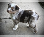 Small Photo #14 Miniature Australian Shepherd Puppy For Sale in HOWE, OK, USA