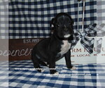 Small Photo #4 Boxer Puppy For Sale in CABOOL, MO, USA
