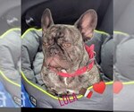 Small Photo #1 French Bulldog Puppy For Sale in Liverpool, Merseyside (England), United Kingdom