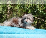 Small #24 ShihPoo