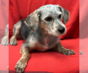 Dachshund-Unknown Mix Dogs for adoption in Weston, FL, USA