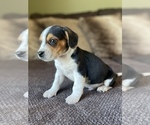 Small Photo #8 Beagle Puppy For Sale in FORDLAND, MO, USA