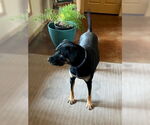Small #9 Black Mouth Cur-Rottweiler Mix
