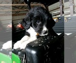 Small Photo #6 Aussiedoodle Puppy For Sale in DERBY, IA, USA