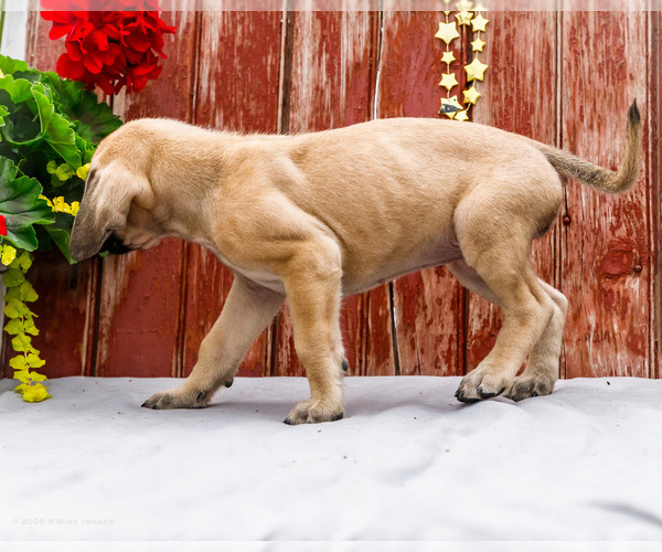 Medium Photo #45 Mastiff Puppy For Sale in WAKARUSA, IN, USA