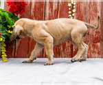 Small Photo #45 Mastiff Puppy For Sale in WAKARUSA, IN, USA