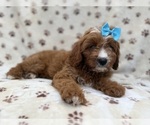 Bailey - Female Cavapoo (Miniature) Puppy for Sale - Photo #4