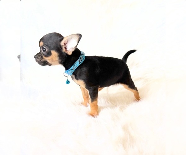 Medium Photo #4 Chihuahua Puppy For Sale in SACRAMENTO, CA, USA