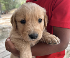 English Cream Golden Retriever Puppy for sale in LUCEDALE, MS, USA